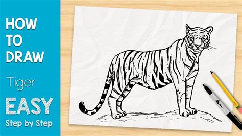 How To Draw A Tiger In 5 Minutes Easy Step By Step Youtube