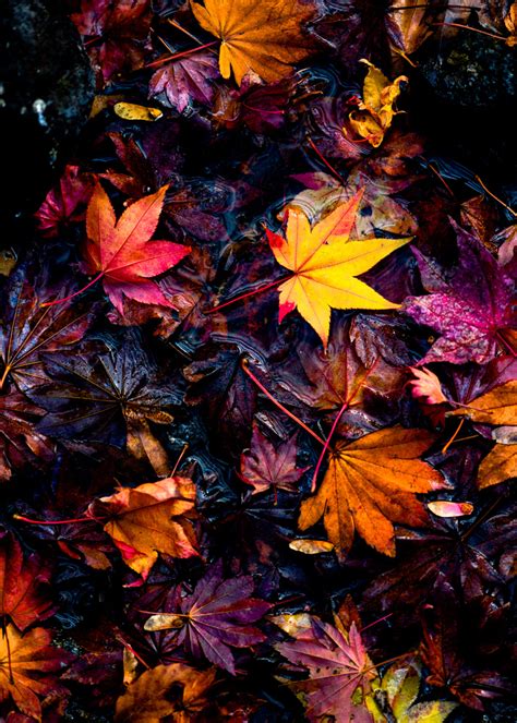 The End Of Autumn Landscape And Nature Photography On Fstoppers