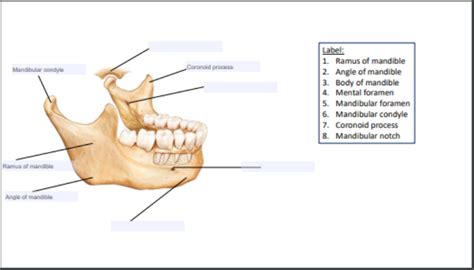 Solved Mandibular Condyle Coronoid Process Label 1 Ramus