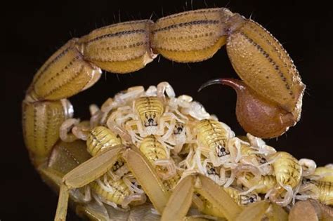 Skorpion Mit Nachwuchs Skorpion Spinnentiere Tierfotograf