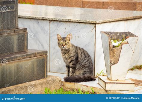 Tabby Cat Sitting Looking Directly At The Camera Stock Image Image