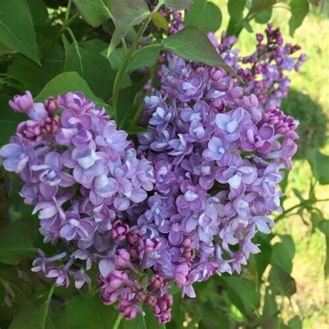 25 Double Blue Lilac Seeds Tree Fragrant Flowers Perennial Seed Flower