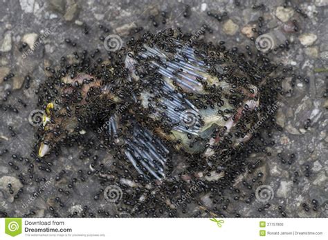 Check spelling or type a new query. Brown ants eat bird stock photo. Image of formica, prey ...