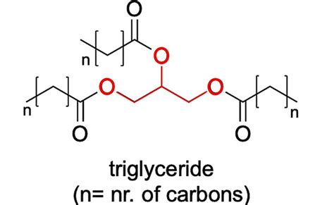 Typical Structure Of A Triglyceride Triglycerides Are Formed From A