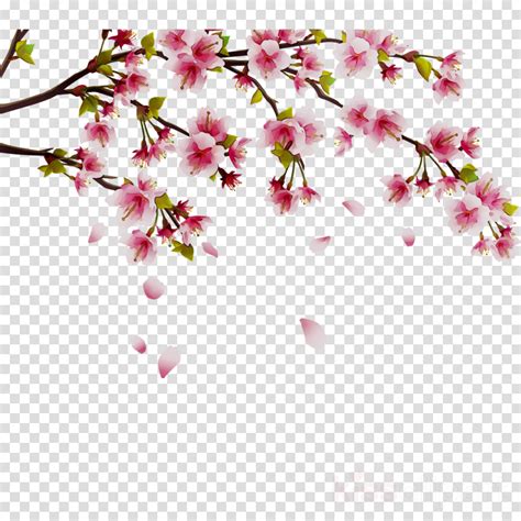 Clipart Cherry Blossom Flower Png Cherry Blossom Flower Png Download