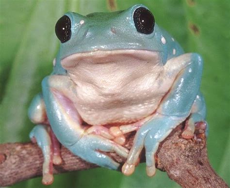 Mexico Dumpy Frogs Amphibians Dumpy Tree Frog Frog