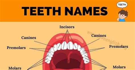 Teeth Names 4 Different Types Of Human Teeth And Their Functions