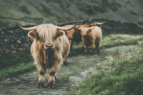 Hd Wallpaper Cow Passing Through Grass Brown Yak Nature Highland