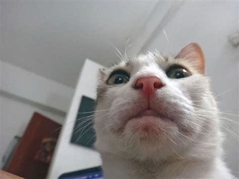 20 Funny Felines Taking Cat Selfies