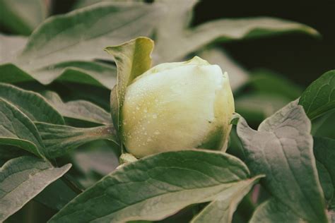 Peony Flower Blossom Free Photo On Pixabay Pixabay