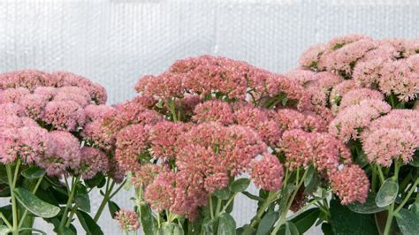 Our Favorite Perennials For Fall Mulhalls