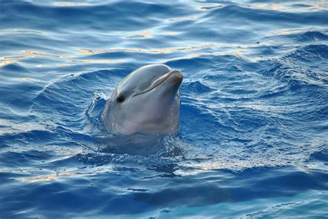 Free Photo Dolphin Animal Sea Water Ocean Free Image On Pixabay