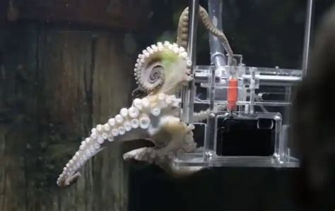 Video Worlds First Octopus Photographer Practical Fishkeeping