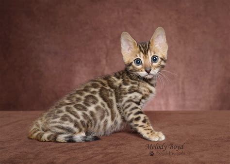 16 Bengal Kittens For Sale Furry Kittens