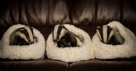 Rescued Badgers Snuggle Up At Secret World Wildlife Rescue Center