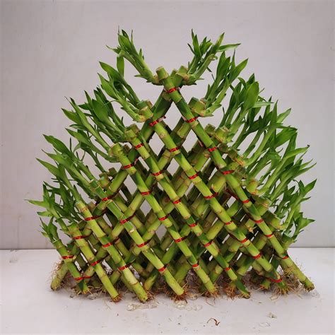 8 Layer Lucky Bamboo Pyramid Nurserybuy