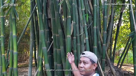 Unik Bambu Hidup Sejalan Dengan Alur Tunas Diantara Bagian Batang