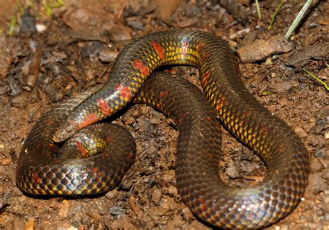 Are Burrowing Snakes Digging Their Own Evolutionary Grave