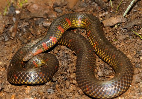 Are Burrowing Snakes Digging Their Own Evolutionary Grave