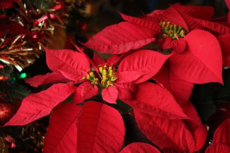 How The Poinsettia Became The Flower Of Christmas Avas Flowers
