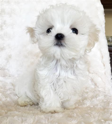 Micro Teacup Maltese Puppy Xxs Perfect Billy Iheartteacups