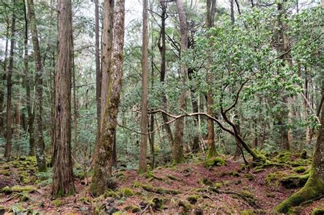 Así es Aokigahara el bosque de los suicidios