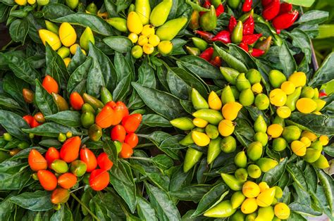 Colorful Ornamental Peppers ~ Nature Photos ~ Creative Market