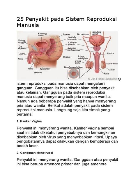Kelainan dan penyakit ini dapat ditularkan dari orang berikut ini akan dibahas beberapa penyakit pada sistem reproduksi manusia dan upaya pencegahannya kelainan dan penyakit yang dapat. 25 Penyakit Pada Sistem Reproduksi Manusia