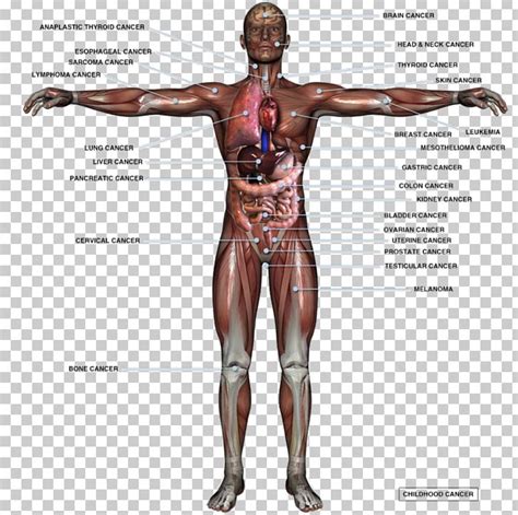 Human Body Organ Anatomy Homo Sapiens Male Reproductive System PNG Clipart Abdomen Anatomy