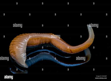 Worm Tongue High Resolution Stock Photography And Images Alamy