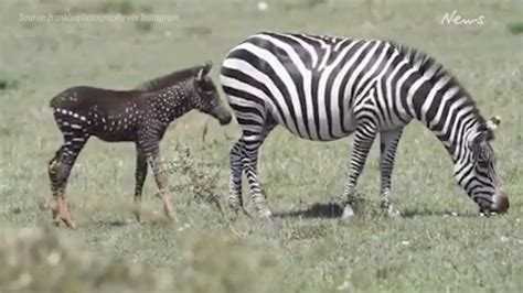 Freckled Spotted Zebra Foal Seen In Maasai Mara National Reserve