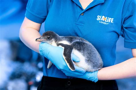 Same Sex Penguin Couple Welcome Their First Adopted Chick At Sea Life