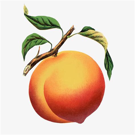 Peach Illustration Vintage Fruit And Premium Vector Illustration Rawpixel