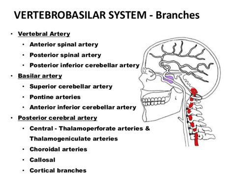 For stroke symptoms, see page 8. Cerebellar Cva symptoms
