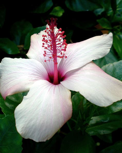 Filehawaiian Flower Wikipedia The Free Encyclopedia