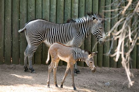 Baby Grevys Zebra Born At Lincoln Park Zoo Animal Fact Guide