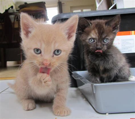Kittens Tongues Cute Cats Hq Pictures Of Cute Cats And Kittens