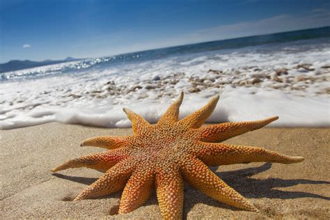 Starfish Ocean Creatures Ocean Life Sea World
