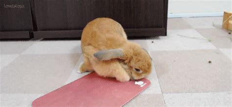 Its so big and fuzzy! Funny Bunny GIFs - Find & Share on GIPHY