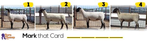 Clat 2021 result and score card. Mark That Card: Breeding Ewe Class Results - Sure Champ
