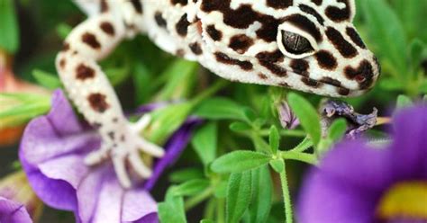 I can only laugh when i hear that. Leopard Gecko: Leopard Geckos have the ability to detach ...