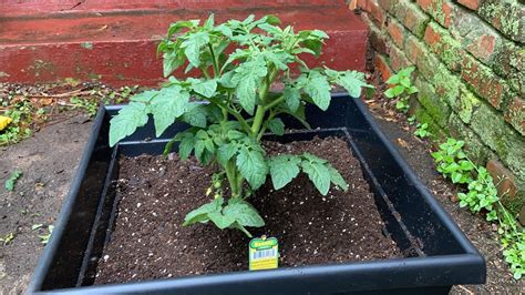 See full list on wikihow.com How to transfer your tomato plants to a new pot/ watch me ...