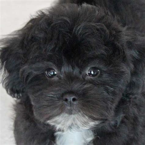 Shih Poo Puppy For Sale Heavenly Puppies
