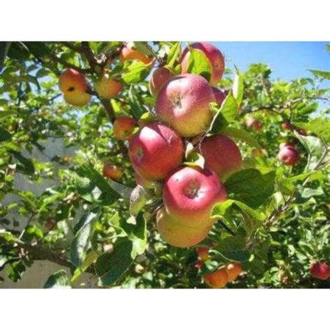 Bibit Apel ANNA, Manalagi, Malang oleh Central Fruit Park And Tropical
