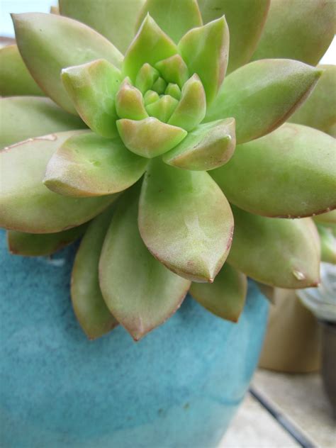 How do you say cactus in esperanto? Cactus and Succulent Planters