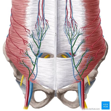 Rectus abdominis muscle | Rectus abdominis muscle, Muscle anatomy