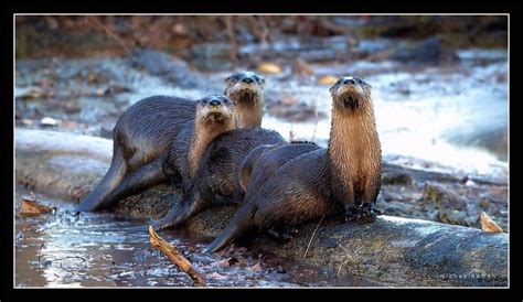 Muscatatuck National Wildlife Refuge Indiana Usa River Otters 2048