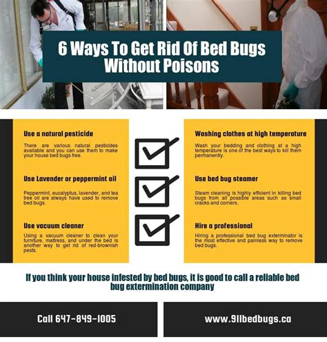 6 Ways To Get Rid Of Bed Bugs Without Poisons View More