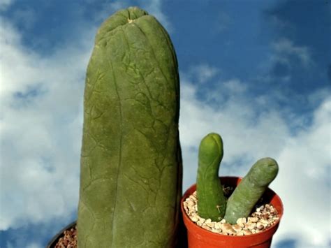 Pachycereus Schottii Big Penis Cactus World Of Succulents