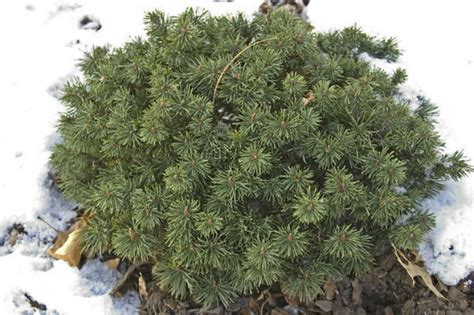 Check spelling or type a new query. Pinus mugo 'Slowmound' / Slowmound mugo pine | Conifer ...